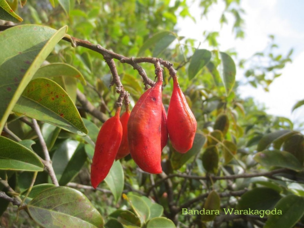 Connarus monocarpos L.